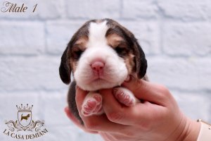 image litter-u-1w-male1-2-jpg