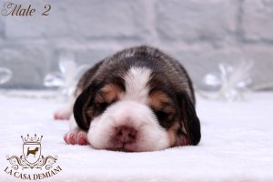 image litter-u-1w-male2-1-jpg