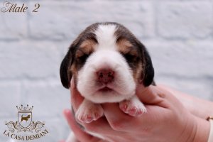 image litter-u-1w-male2-2-jpg