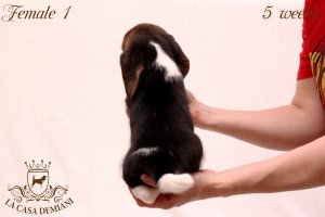 image litter-u-5w-female1-3-jpg