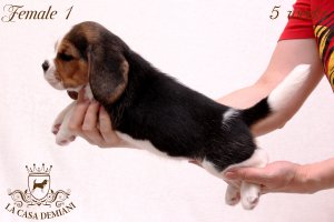image litter-u-5w-female1-4-jpg