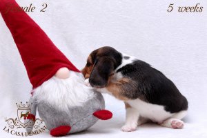 image litter-u-5w-female2-2-jpg