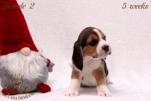 image litter-u-5w-female2-3-jpg