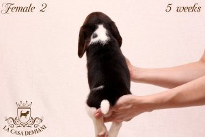 Цуценятам бігля 5 тижнів