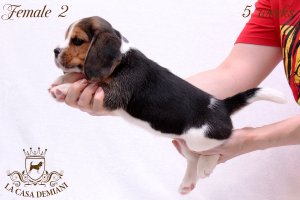 image litter-u-5w-female2-5-jpg