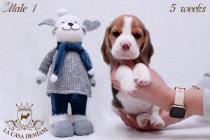 image litter-u-5w-male1-1-jpg