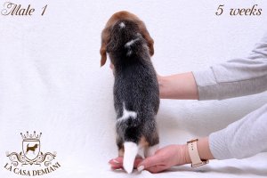 image litter-u-5w-male1-5-jpg