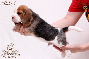 image litter-u-5w-male1-6-jpg