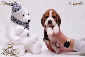 image litter-u-5w-male2-1-jpg