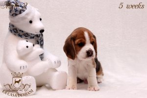image litter-u-5w-male2-3-jpg