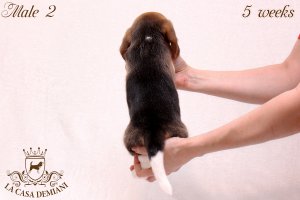 image litter-u-5w-male2-4-jpg