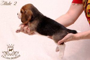 image litter-u-5w-male2-5-jpg