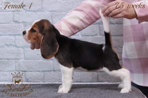 image litter-u-7-5w-female1-1-jpg