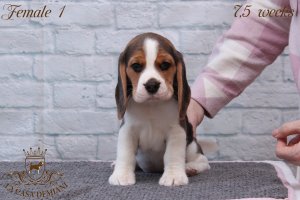 image litter-u-7-5w-female1-2-jpg