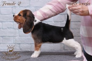 Цуценятам бігля 7.5 тижнів