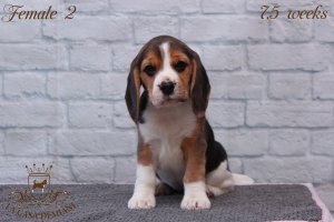 image litter-u-7-5w-female2-2-jpg
