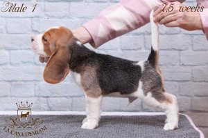 image litter-u-7-5w-male1-1-jpg