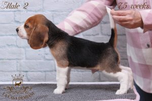 image litter-u-7-5w-male2-1-jpg