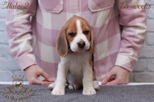 image litter-u-7-5w-male2-2-jpg