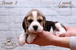 Цуценятам бігля 1 місяць