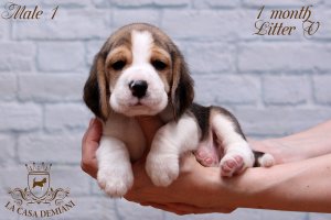 image male1-2-jpg