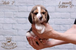 Цуценятам бігля 1 місяць