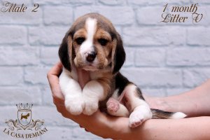 image male2-2-jpg