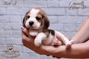 image male3-2-jpg