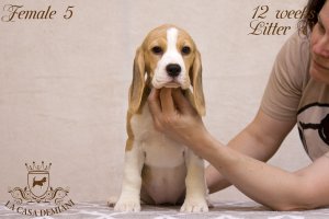 Цуценятам бігля 12 тижнів