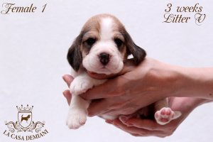 image litter-v-3w-female1-1-jpg