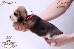 image litter-v-3w-female1-2-jpg