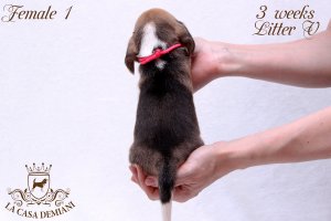 image litter-v-3w-female1-3-jpg