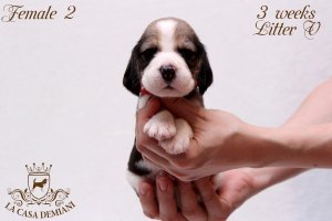 image litter-v-3w-female2-1-jpg