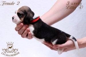 image litter-v-3w-female2-2-jpg
