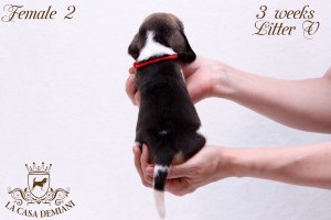 image litter-v-3w-female2-3-jpg