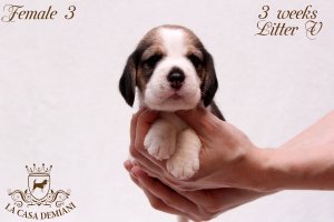 image litter-v-3w-female3-1-jpg