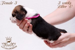 image litter-v-3w-female3-2-jpg