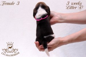 image litter-v-3w-female3-3-jpg