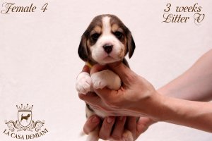 image litter-v-3w-female4-1-jpg