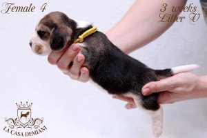image litter-v-3w-female4-2-jpg