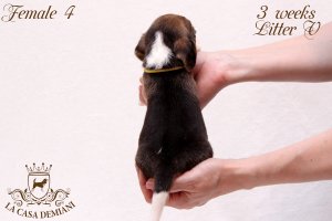 image litter-v-3w-female4-3-jpg