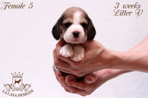 image litter-v-3w-female5-1-jpg