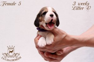 image litter-v-3w-female5-2-jpg