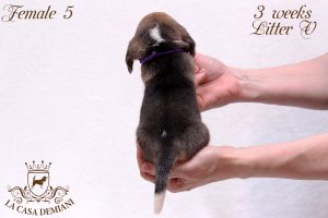 image litter-v-3w-female5-5-jpg