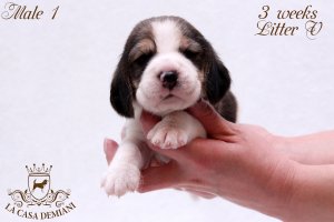 image litter-v-3w-male1-1-jpg