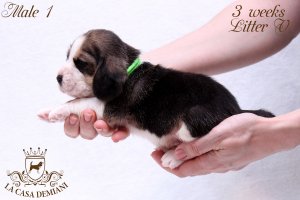 image litter-v-3w-male1-2-jpg