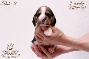 image litter-v-3w-male2-1-jpg