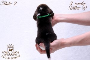 image litter-v-3w-male2-3-jpg