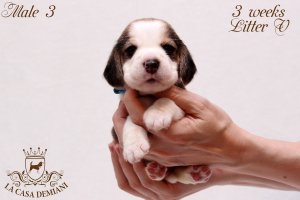 image litter-v-3w-male3-1-jpg