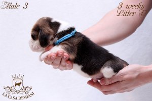 image litter-v-3w-male3-2-jpg
